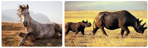 Lesotho Native Animals