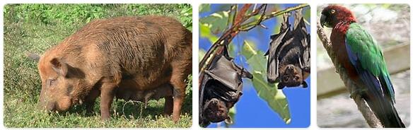 Tonga Native Animals